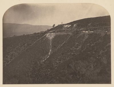 Pine Tree Mine by Carleton E. Watkins